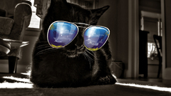 Glasses put them dem