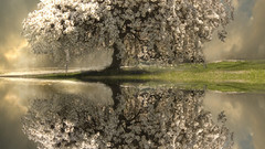 Glory tree spring nature