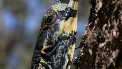 Goana lace Monitor high