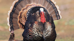 Gobbler Turkey bird
