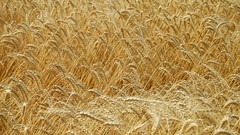 Golden harvest crops fields