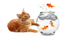 Goldfish aquarium cats