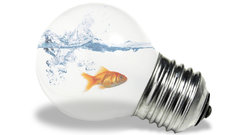 Goldfish power artwork fantasy