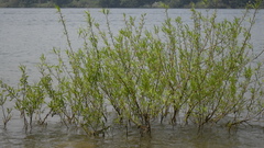 Good of photographer but