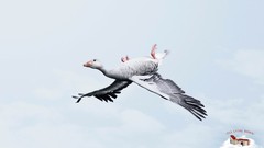 Goose commercial tam