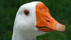 Goose facegoose Birds bird