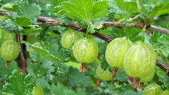 Gooseberries high