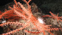 Gorgonian