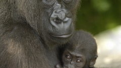 Gorilla halimi baby high