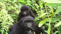 Gorilla mother baby at