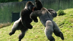 Gorillas