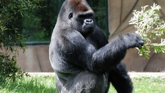 Gorillas