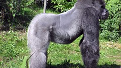 Gorillas primates animal Animals