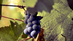 Grapes fruit trees fruits