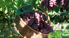 Grapes fruits baskets fruit trees