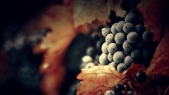 grapes water drops macro fruit food Berries leaves Plants