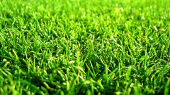 Grass