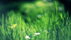 Grass and 1920x1200 noctmind