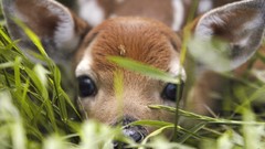 Grass Animals Bambi deer ears fawn