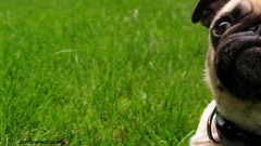 Grass Animals black Green Dogs back collar Pugs brown eyes tan 