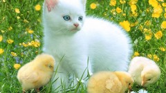 Grass Animals cats Birds Kittens yellow flowers chicks 
