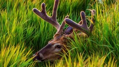 Grass Animals deer antlers hidden