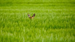 Grass Animals deer fawn fields hidden baby animals