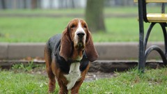 Grass Animals Dogs Basset Hound