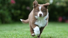 Grass Animals Dogs border collies