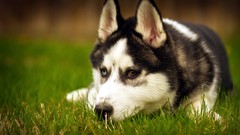 Grass Animals Dogs Siberian Husky husky heterochromia