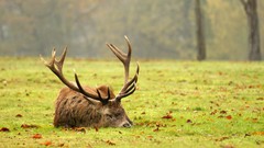 Grass Animals elk antlers plains