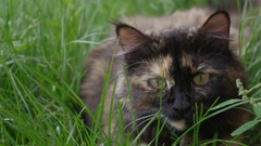 Grass Animals Green cats paillette