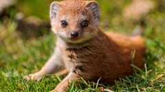 Grass Animals mongoose