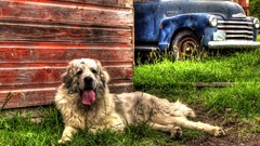 Grass Animals old Dogs barn farm trucks vibrant HDR Photography