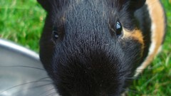 Grass Animals outdoors guinea pigs
