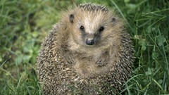 Grass Animals outdoors hedgehogs
