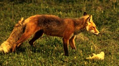 Grass Animals Prey foxes