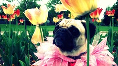 Grass Animals Pugs camouflage