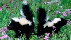 Grass Animals skunks