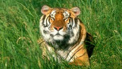 Grass Animals Tigers bengal tigers