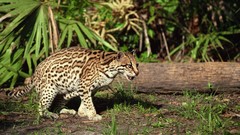 Grass Animals tree trunk ocelots