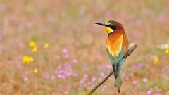 Grass Birds Bee Eaters