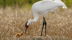 Grass Birds Cranes baby birds