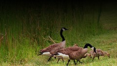 Grass Birds geese