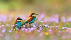 Grass Birds Wildflowers Bee Eaters