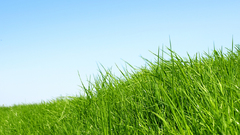 Grass blue skies