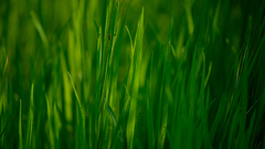 Grass but high waterdrops gras Resolution greeen