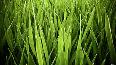 Grass by alsebka nature