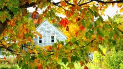 Grass country bright autumn branches foliage Green House 