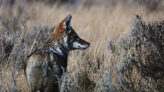 Grass coyote